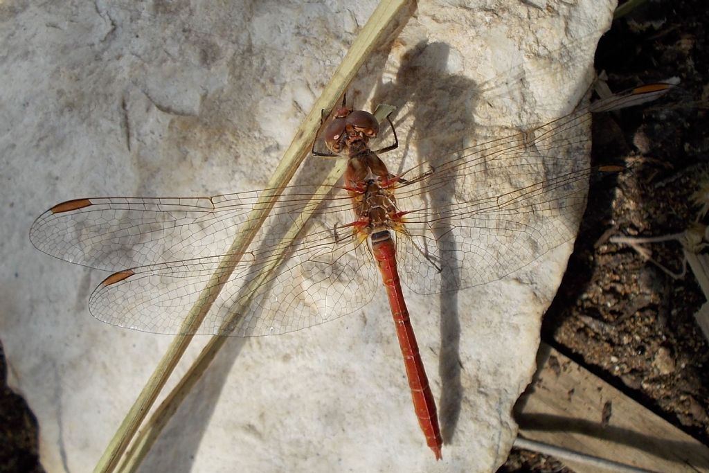 Sympetrum meridionale, maschi